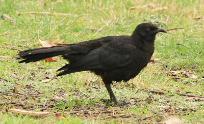 White Winged Chough