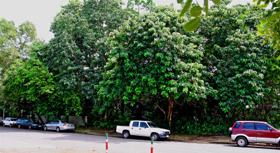 Lush Tropical Vegetation Across the Road From Darwin Markets