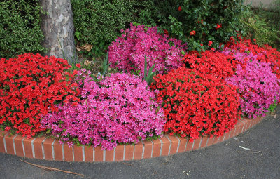 Azaleas Outside Our Stairwell