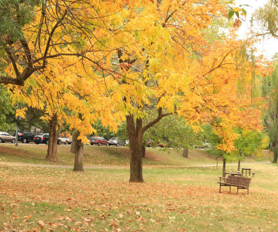 Yellow Park