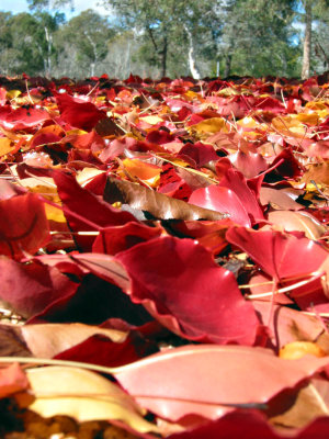 Leafy Carpet