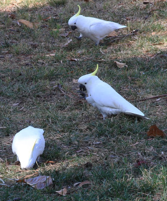 Sulphur Crested Cockies at Work