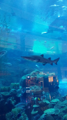Dubai Mall - Aquarium 3 Storeys High and some 40 Metres Across