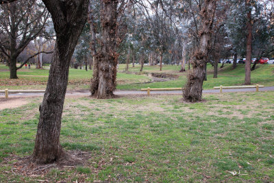 Two Cold Poplars