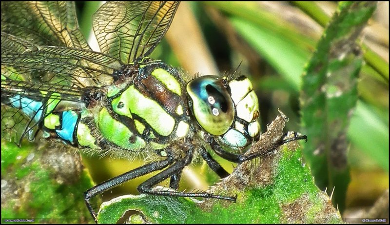 Dragonfly rotated right_HDR.JPG