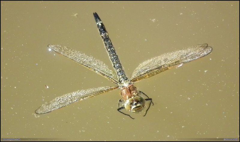 DSCF1917 Almost dead dragonfly in the water_HDR.jpg
