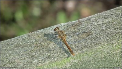 20130813 Slnda A_HDR.JPG