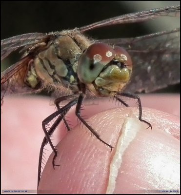 20130827 Slnda nrbild Dragon Fly_HDR.JPG