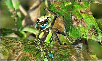 Dragonfly detail_HDR.jpg