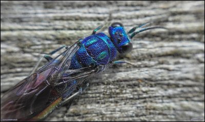 DSC08432a Chrysis terminata_HDR.JPG