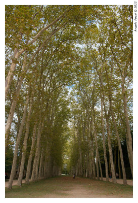 pbase-Versailles-0084.jpg