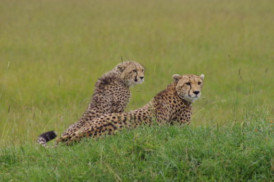 Cheetahs, Mara North Conservancy