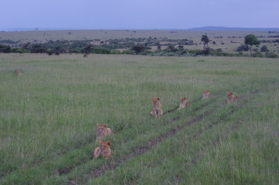 Sundowners in the Mara