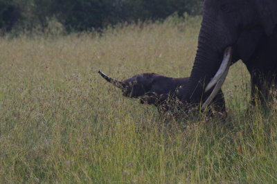 A Return to Kenya, 2012