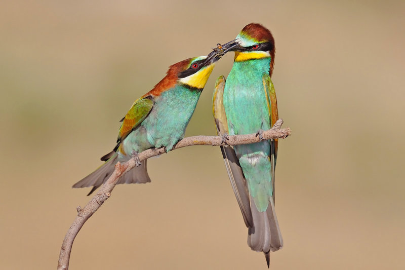 Bee Eaters - שרקרק מצוי