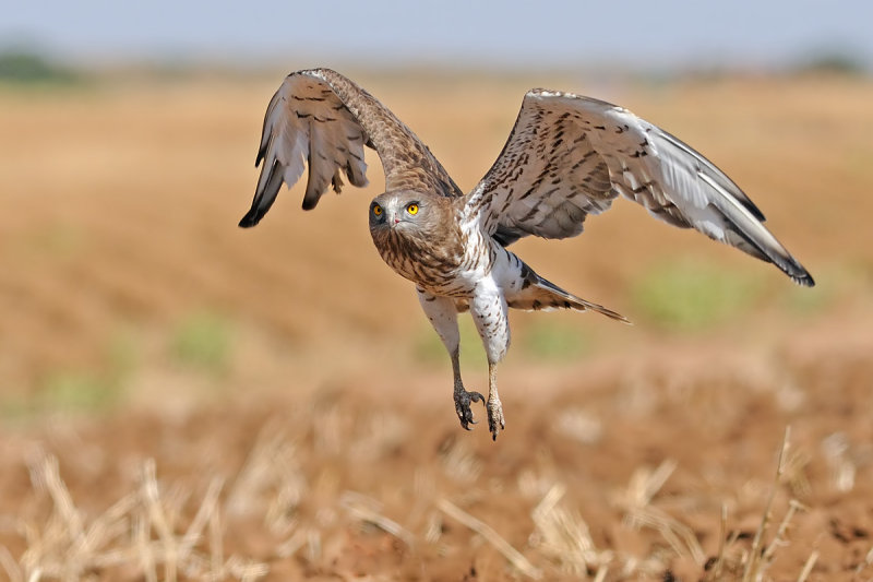 short-toed eagle חיוויאי