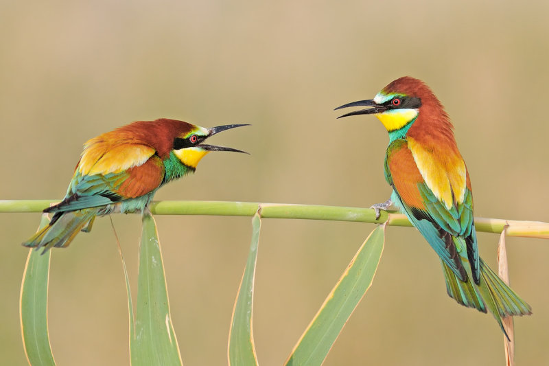 Bee Eaters - שרקרק מצוי