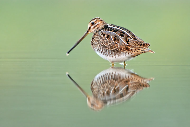 Common Snipe חרטומית ביצות