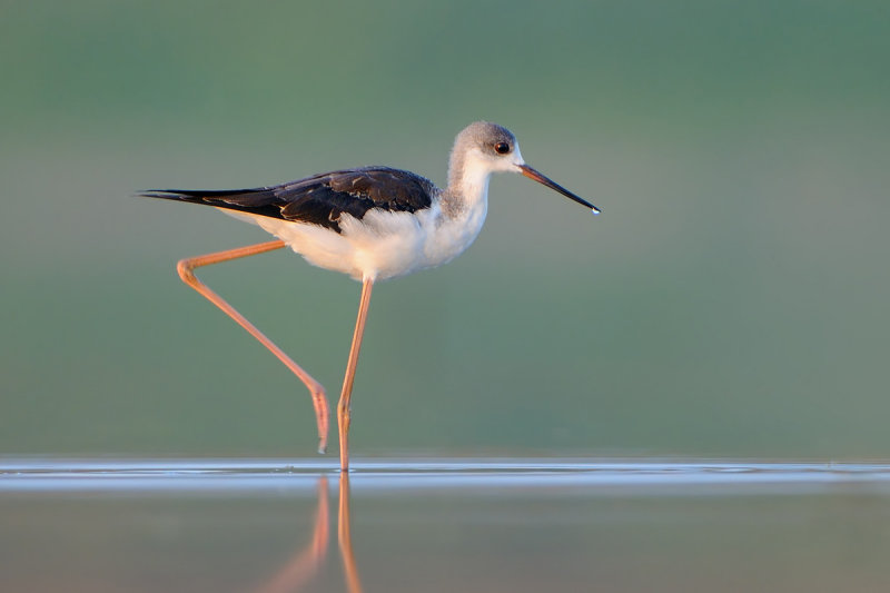 black winged stilt  תמירון