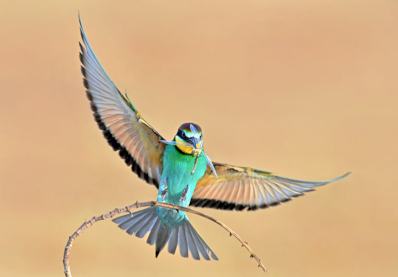 Bee Eater - שרקרק מצוי