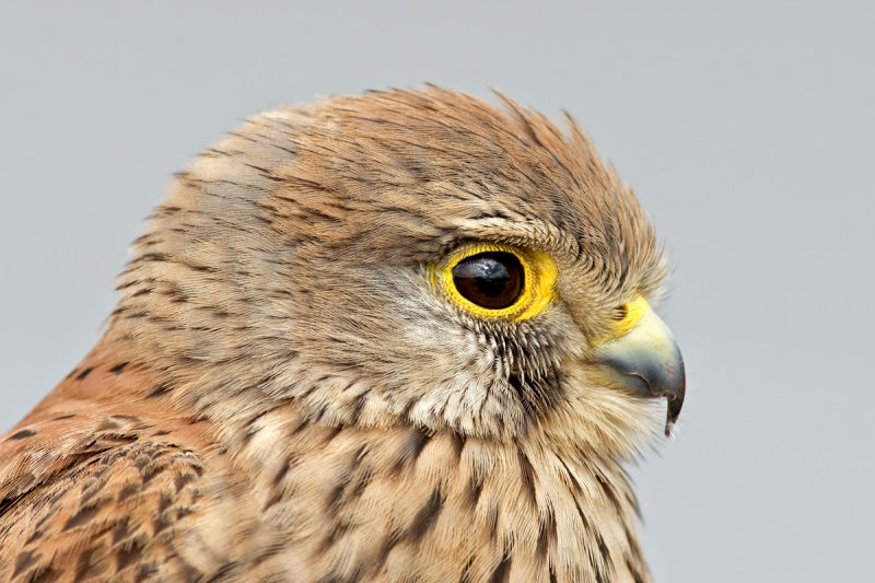 Falcon -  בז