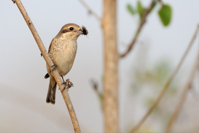 Red-backed Shrike חנקן אדום גב