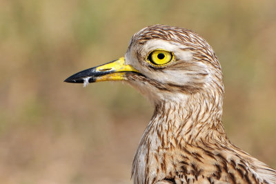 Stone-curlew כרוון מצוי