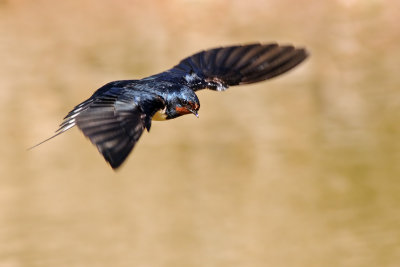  סנונית רפתות   Barn Swallow  