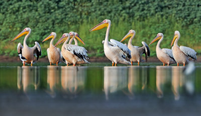 White Pelican שקנאי