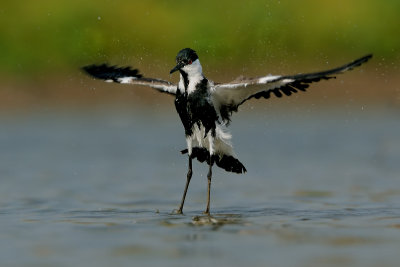 Spur-winged Lapwing  סיקסק