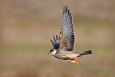 redfooted_falcon בז ערב צעיר