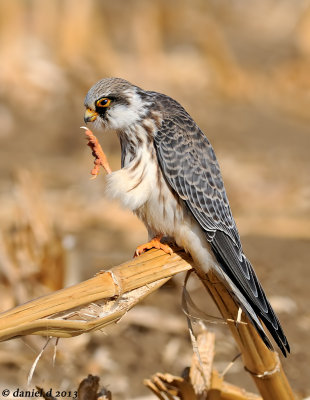 redfooted_falcon בז ערב צעיר