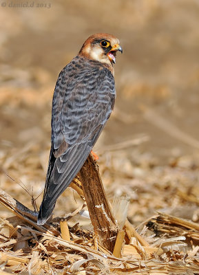 redfooted_falcon בז ערב