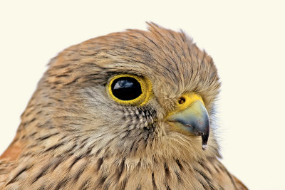 Falcon -  בז