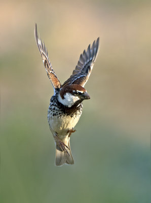דרור ספרדי  Spanish Sparrow  