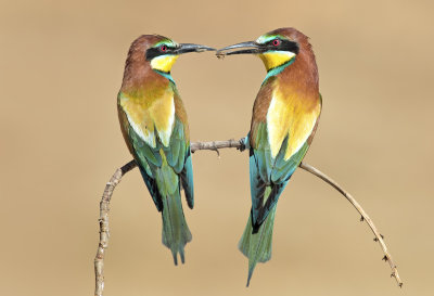 Bee-eaters are courting - שרקרקים בחיזור