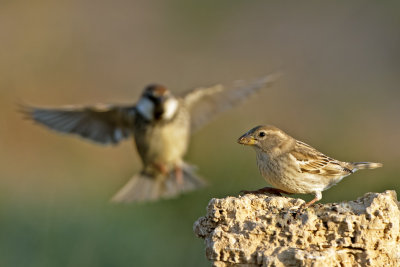 דרור ספרדי  Spanish Sparrow  
