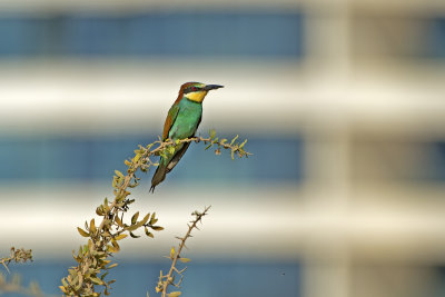 Urban bee-eater