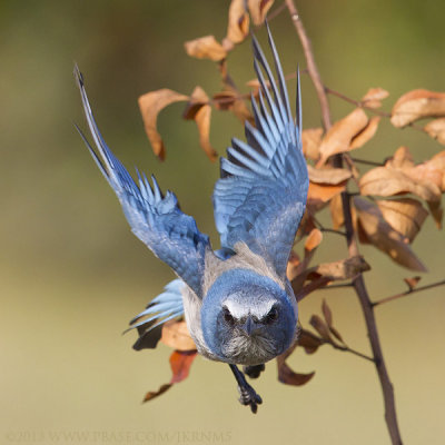 Florida Scrub-Jay