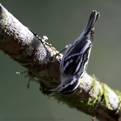 Black-and-white Warbler