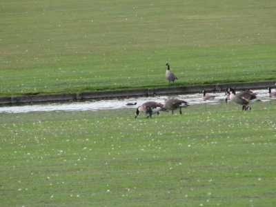 IMG_0046.JPG part of the large flock of Canada Geese