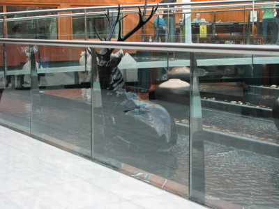 0037 stag in water