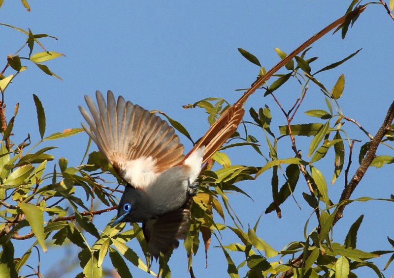 African Paradise Flycatcher male