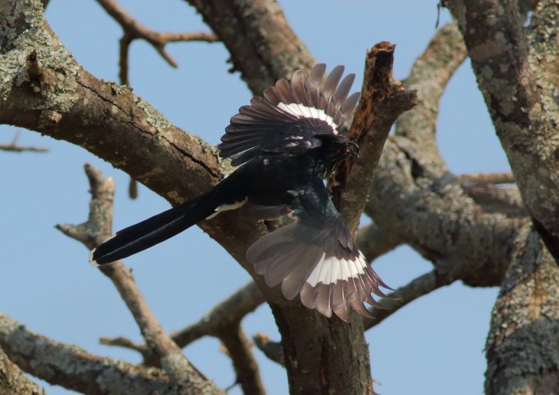 Jacobin Cuckoo