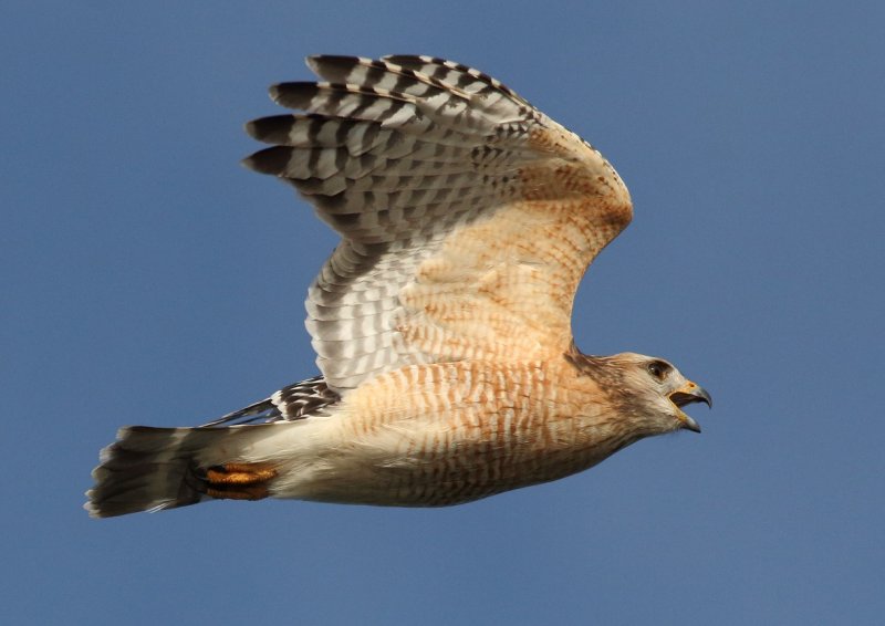 001Red shouldered hawk6.jpg