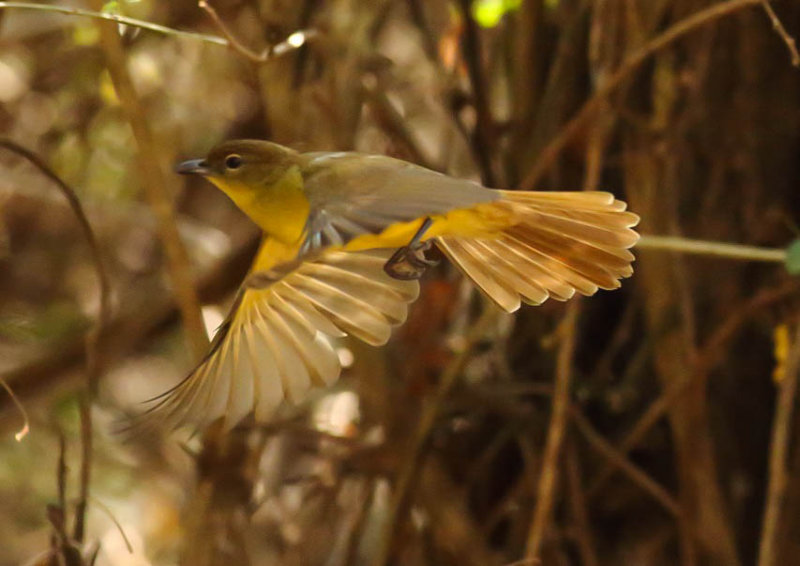 Yellow bellied Greenbul1a-1.jpg