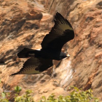 verreauxs_black_eagle