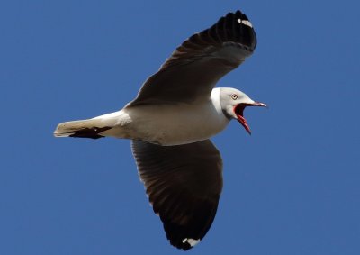 Grey headed Gull
