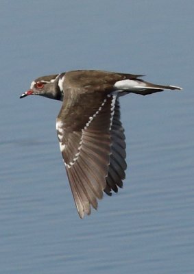 Three banded Plover
