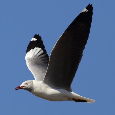 Grey headed Gull
